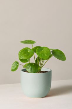 The Sill Pilea Peperomioides with Planter