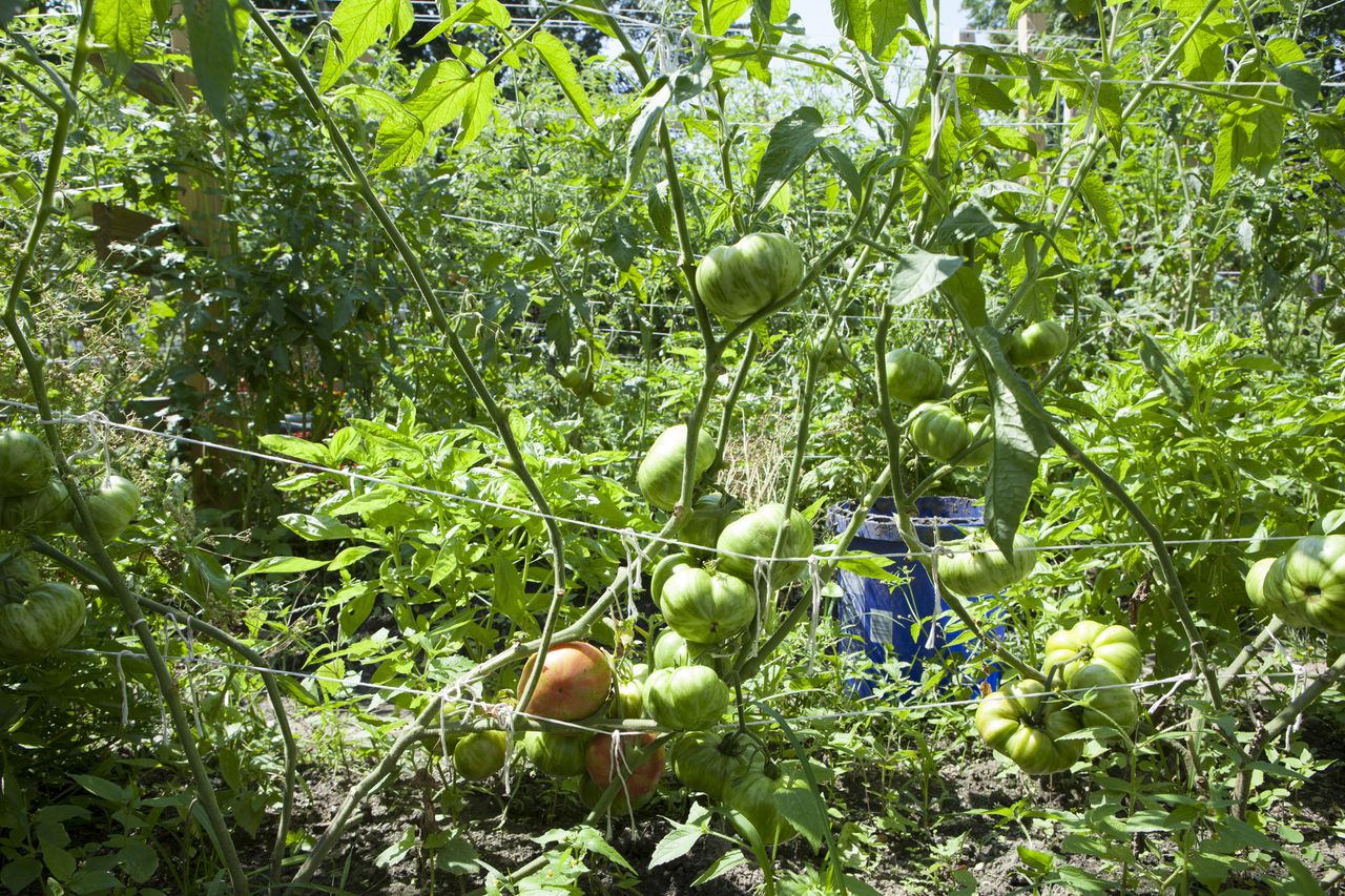 Tomato Guys garden